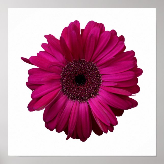 Elegant Pink Gerbera Daisy Poster (Frente)