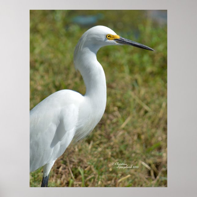 Elegante branco Egret Poster (Frente)