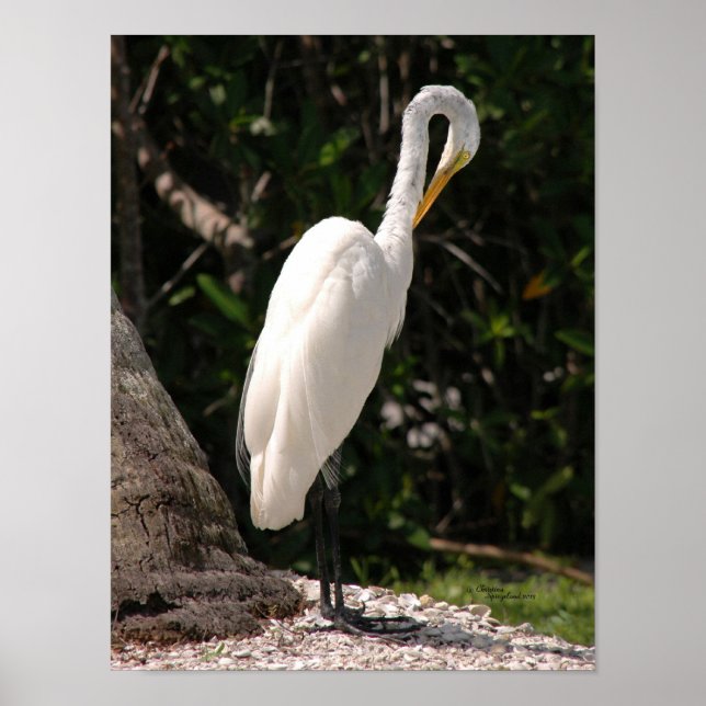 Elegante branco Egret Poster (Frente)