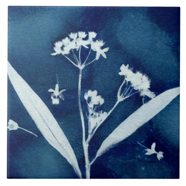 Elegante Floral Milkweed Cyanotype (Frente)