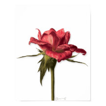 Elegante Floral Rosa Poster