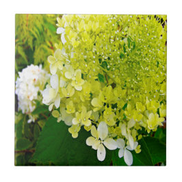 Elegante Hortênsia Limelight Verde Chartreuse