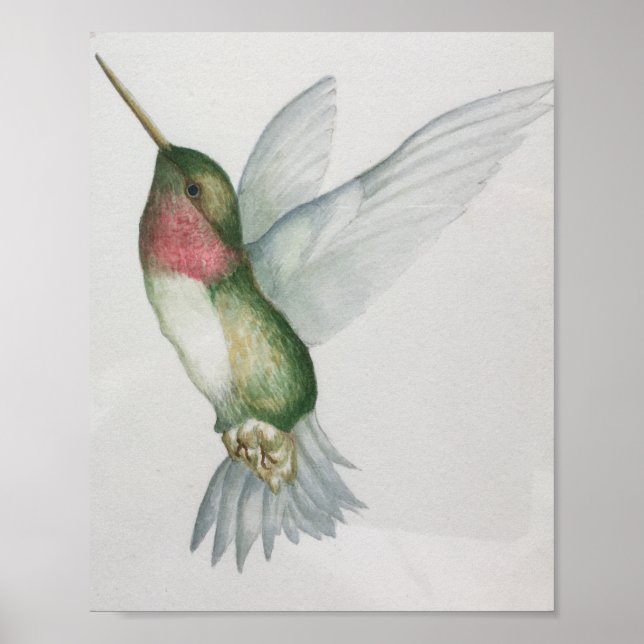 Elegante Hummingbird Watercolor Poster (Frente)