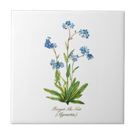 Elegante Vintage Botânica Esquecer-Me Não Flor