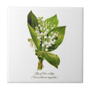 Elegante Vintage Botânica Lily do vale