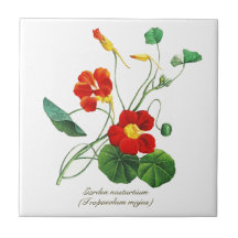 Elegante Vintage Flores Botânicas Nasturtium