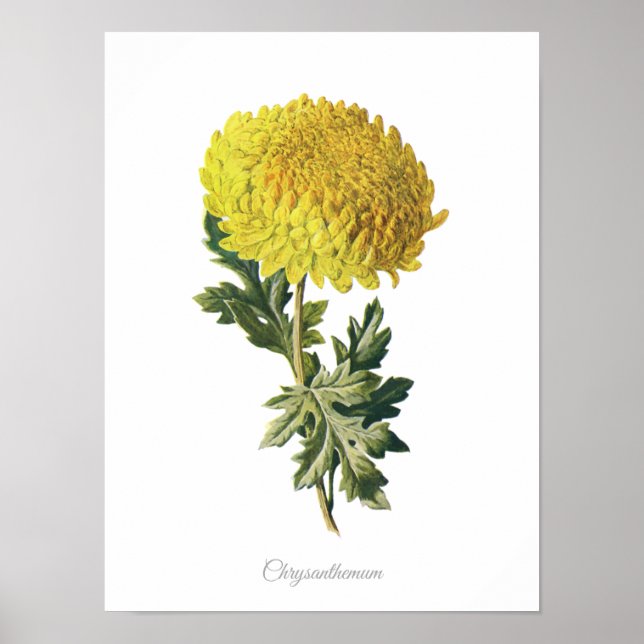 Elegante Vintage Impressão Botânico Chrysanthemum (Frente)