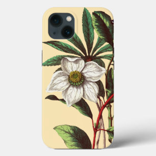 Elegante Vintage Rosa de Natal Botânico