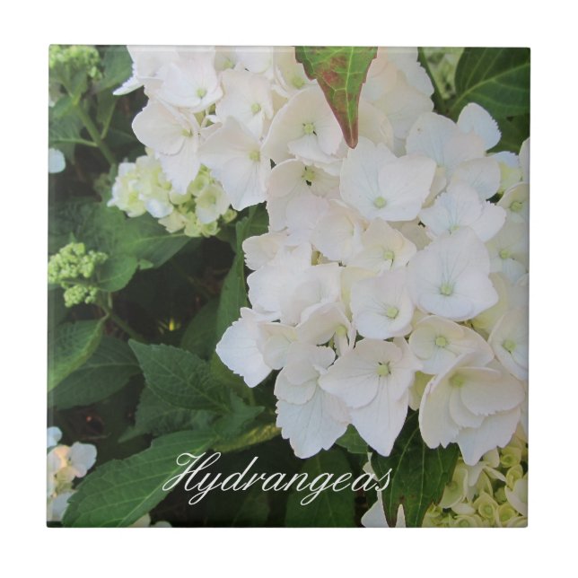 Elegante White Hydrangeas (Frente)