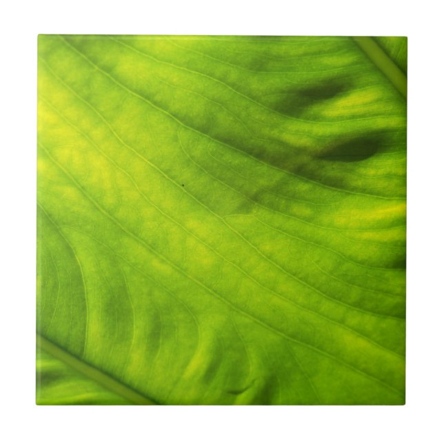 Elephant Ear Taro Ceramic Tile (Frente)