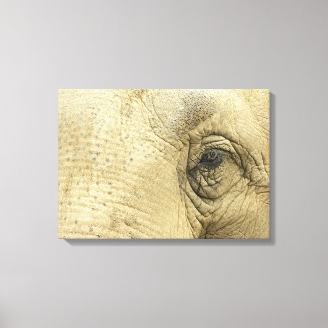 Elephant Eye Closeup Canvas (Frente)