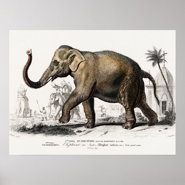 Elephant Illustrant Vintage Art Impressão (Frente)