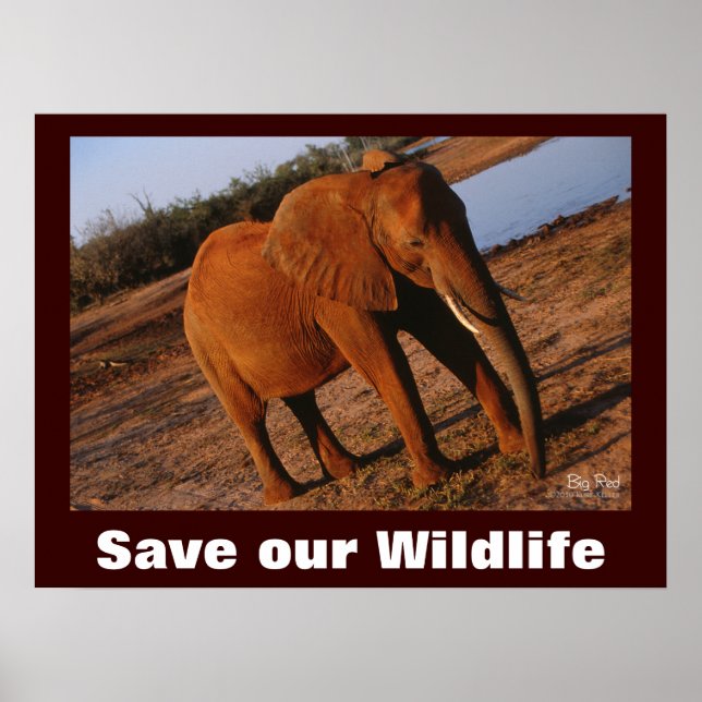 Elephant Photo Save Our Wildlife Poster (Frente)