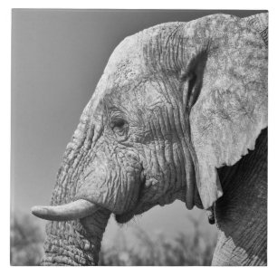 Elephant portrait