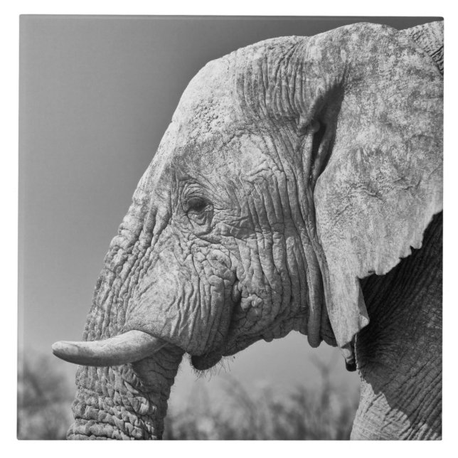 Elephant portrait (Frente)