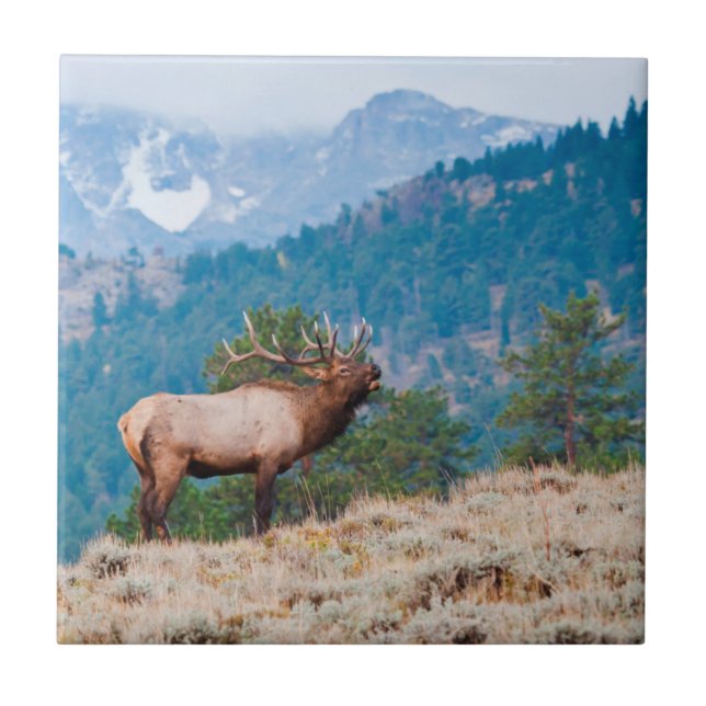 Elk (Cervus Elephus) Bull Bugling (Frente)