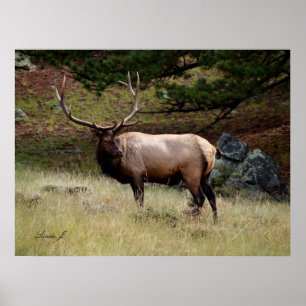Elk na Poster selvagem