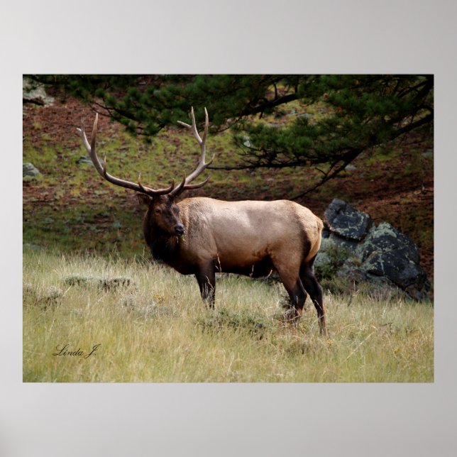 Elk na Poster selvagem (Frente)
