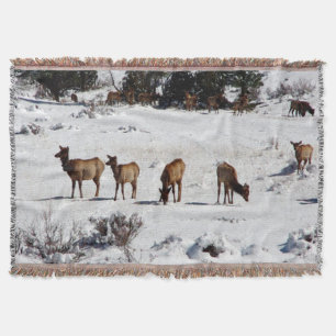 Elk no cobertor de neve