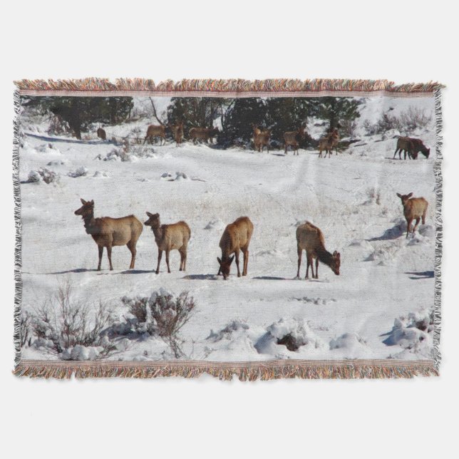 Elk no cobertor de neve (Frente)