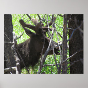 Elk no Estes Park Colorado Poster