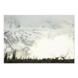 Elk no Grand Teton National Park Fotografia
