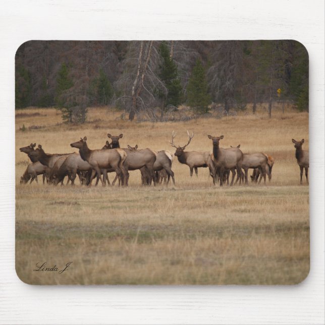 Elk no Selvagem Mousepad (Frente)