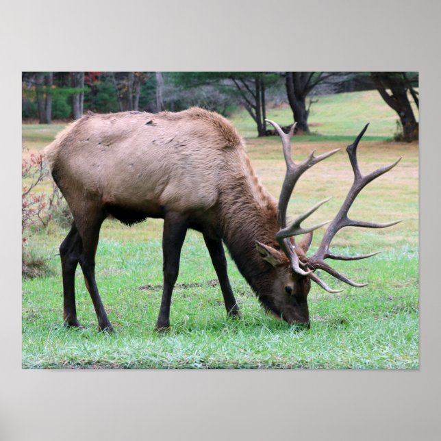 Elk Poster (Frente)