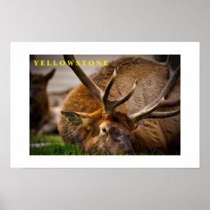 Ellowstone Elk poster