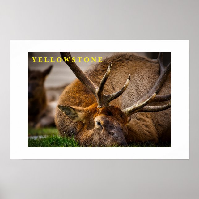 Ellowstone Elk poster (Frente)