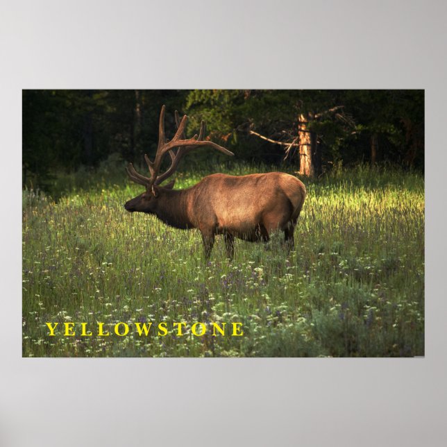 Ellowstone Elk poster (Frente)
