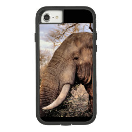 Elphant Lovers