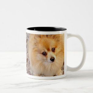 Em Dois Tons Caneca de café do cão de Pomeranian