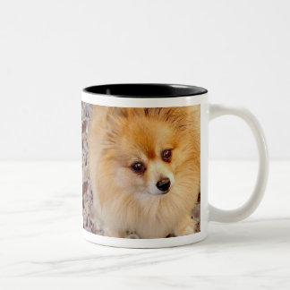 Em Dois Tons Caneca de café do cão de Pomeranian