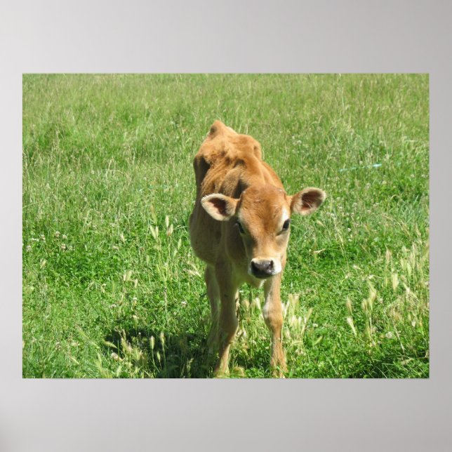 Em seu campo Foto Impressão (Frente)