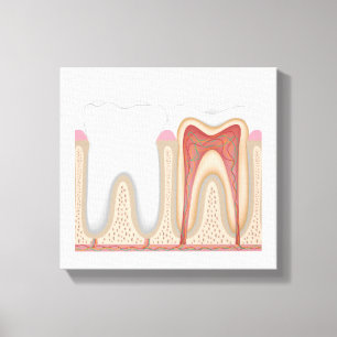 Em Tela A anatomia humana do dente esticou o impressão da