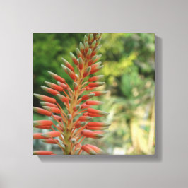 Em Tela Aloe Vera Flower Blossom Impressão