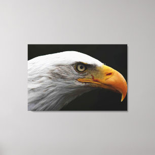 Em Tela Bald Eagle 36x24 (90x60cm) waccn Impressão