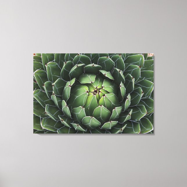 Em Tela Impressão Agave victoriae-reginae (Frente)