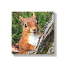 impressão animal de esquilo vermelho