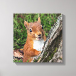 Em Tela impressão animal de esquilo vermelho