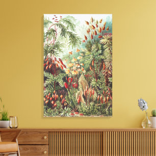 Em Tela Impressão da Natureza de Musgo de Ernst Haeckel Ac