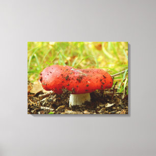 Em Tela Impressão da plataforma Russula Emetica