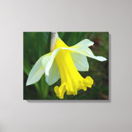 Em Tela Impressão Daffodil Amarelo