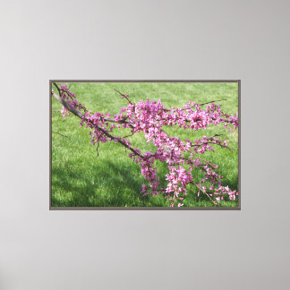 Em Tela Impressão de Cercis canadensis 36"x24"