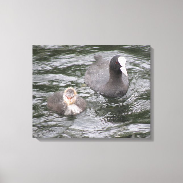 Em Tela Impressão de Telas de Coot e Pintinho (Frente)
