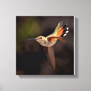 Em Tela Impressão do Hummingbird