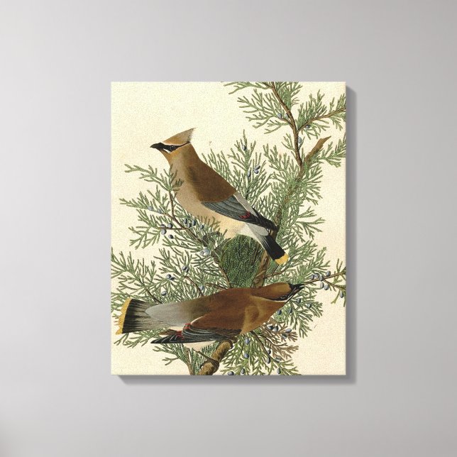 Em Tela Impressão do Pássaro Cinxa-de-crista-de-Audubon (Frente)
