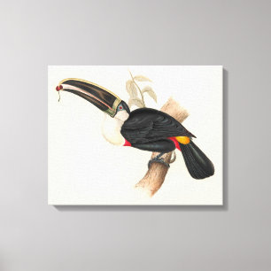 Em Tela Impressão do Tucano-de-bico-preto de Cuvier: Ave T