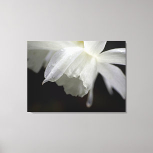 Em Tela Impressão floral da foto dos Daffodils brancos